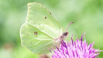 Brimstrone butterfly on flower - credit - Woodland Trust