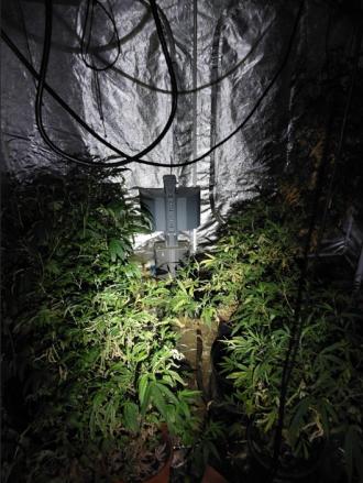Cannabis grow Long Eaton - credit Derbyshire Police