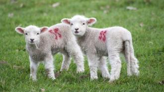 Lambs - credit - onclusivenews.com