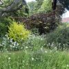 Open Gardens in Breaston over the Bank Holiday – Frances speaks on the National Garden Scheme