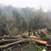 Landowners and managers urged to be vigilant for tree risks
