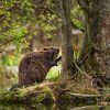 Borough Council pursues plans to reintroduce beavers in a bid to boost biodiversity
