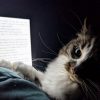 Cats Protection launches short story competition (open until 31st March 2026)